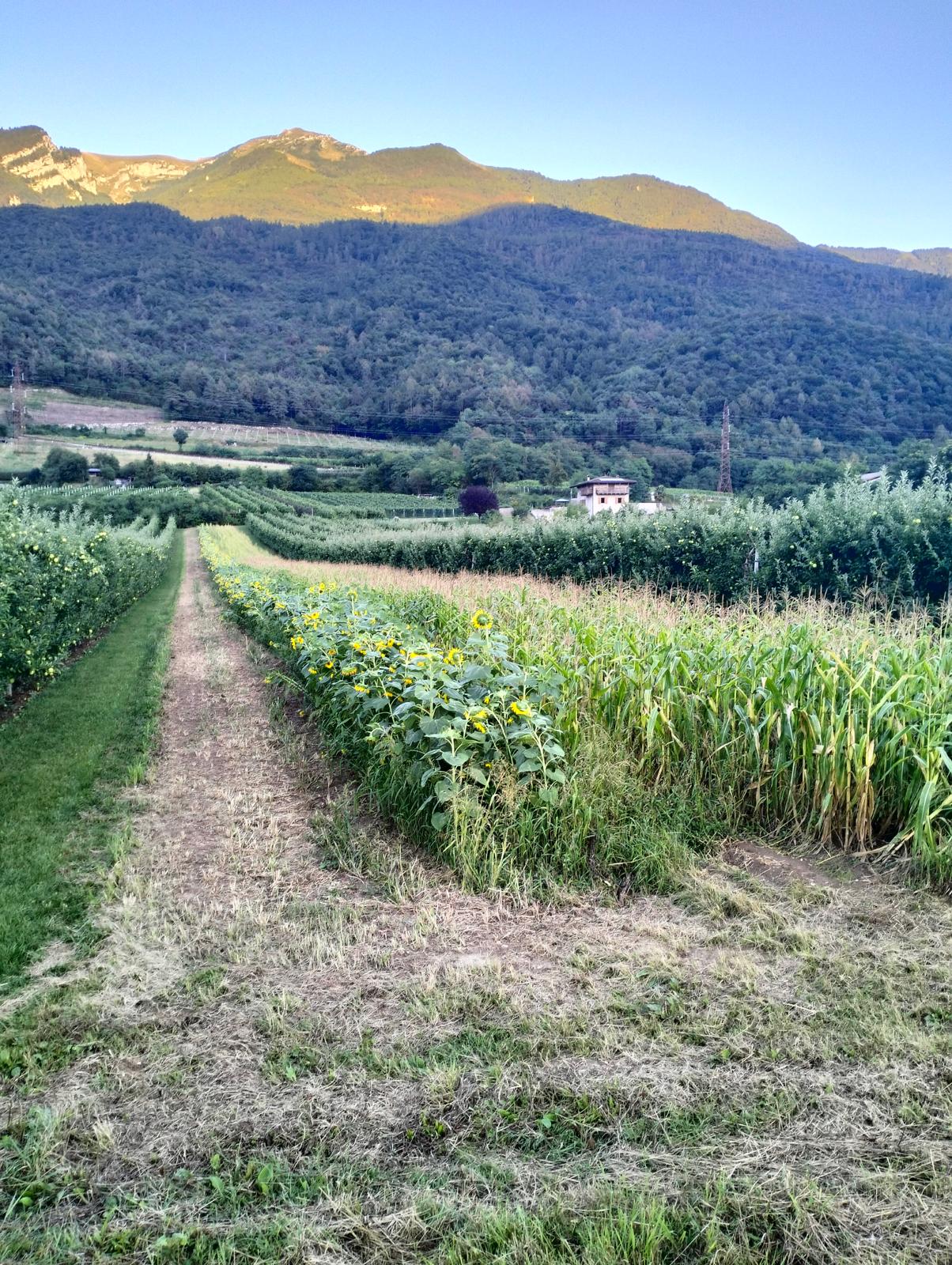 Coltivazioni agricole nel territorio trentino