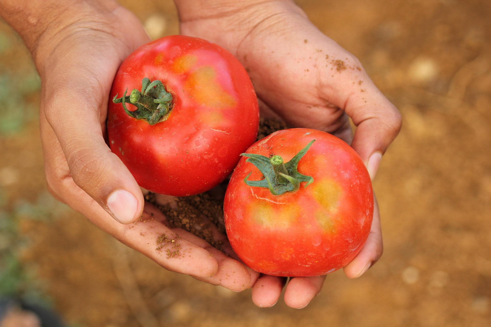 Pomodori raccolti a mano, simbolo della filiera agricola